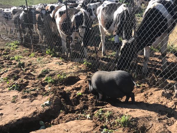 /Images/uploads/San Diego County Farm Bureau/onthefarm/entries/14125thumb.jpg